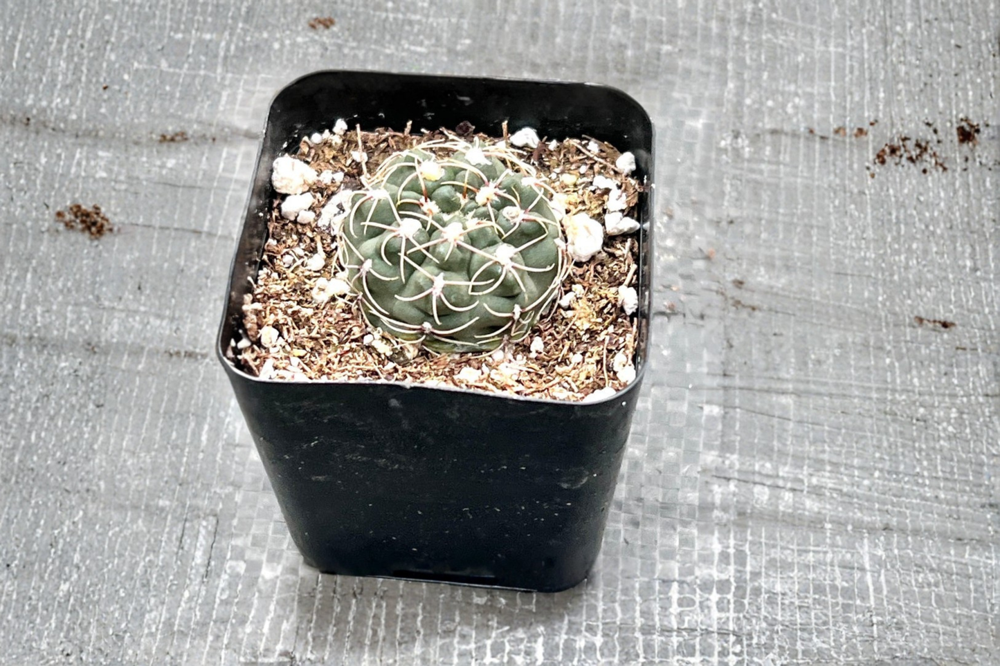 Gymnocalycium Baldianum Live Cactus Dwarf Chin Cactus Succulent Houseplant in 2 Inch Pot Indoor Outdoor Decor