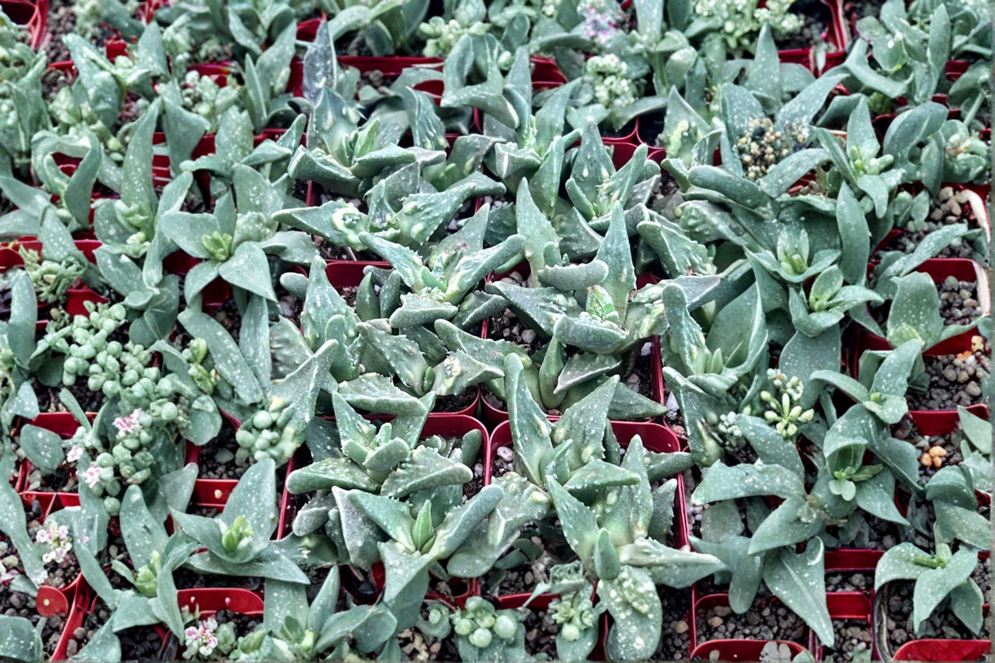 Tiger Jaws Live Succulent Faucaria Tigrina Houseplant in 2 Inch Pot Unique Indoor Outdoor Succulent Decor Gift