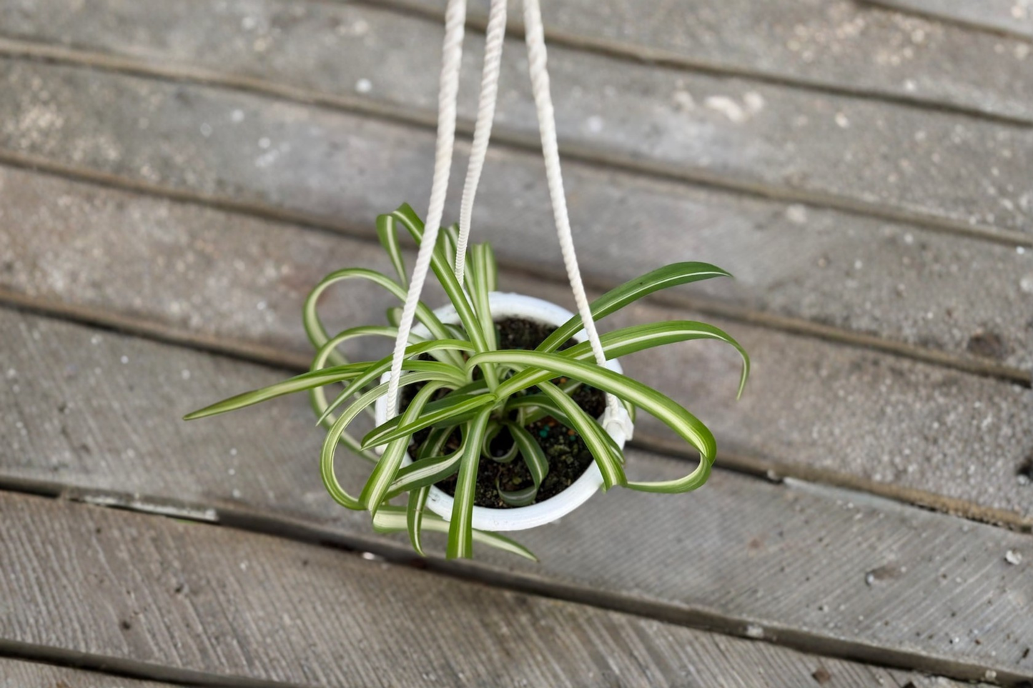 Bonnie Spider Plant Live Curly Spider Houseplant 4.5 Inch Pot Hanging Indoor Tropical Plant Beginner Gift