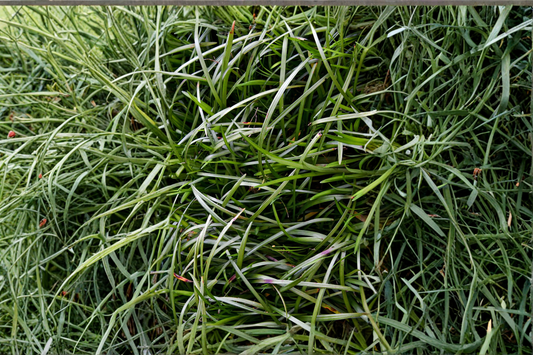 50 Mondo Grass Plugs Bare Root Live Starter Plants – Ground Cover Border Grass – Ophiopogon japonicus