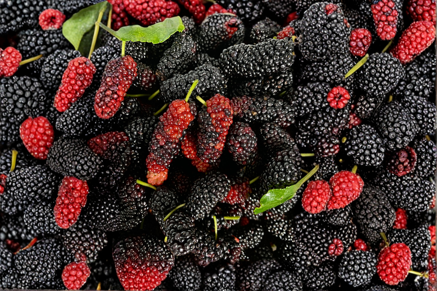 Dwarf Everbearing Mulberry Live Plant 3–15 Inches Tall – Morus nigra Starter Plant