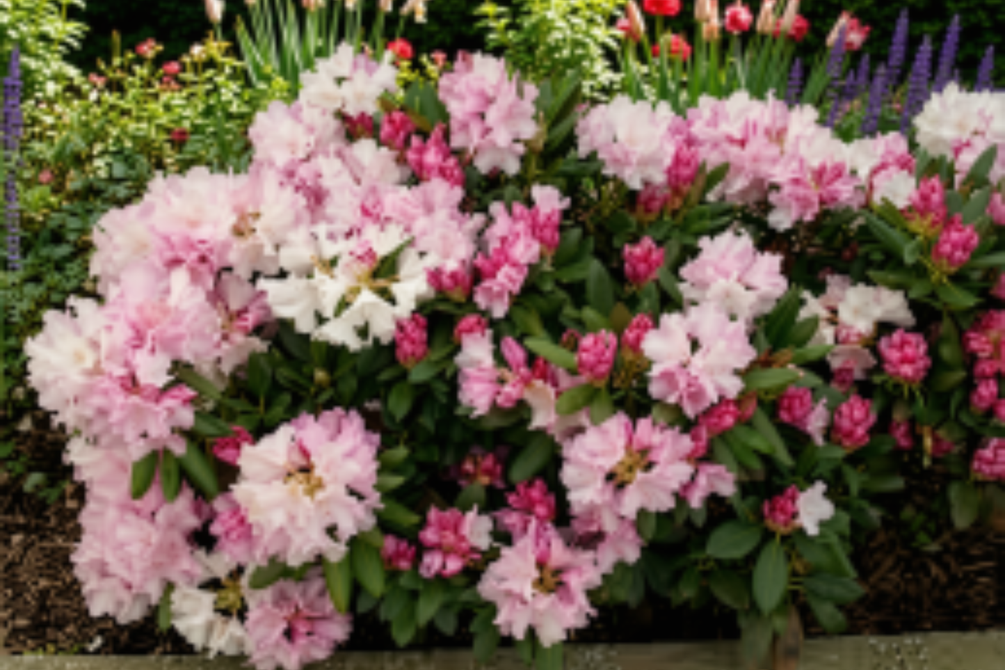 Yaku Princess Rhododendron Starter Plant – Live Bare Root Plant – Rhododendron yakushimanum Hybrid