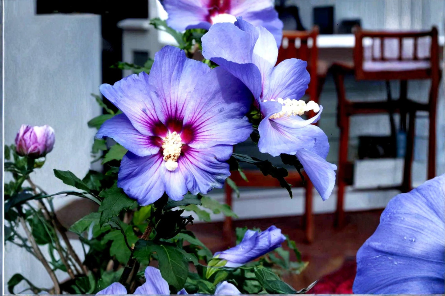 Madagascar Hibiscus Starter Live Plant – Hibiscus moscheutos – Rooted Perennial