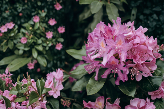 Catawba Boursault Rhododendron Starter Plant – Live Evergreen Flowering Shrub