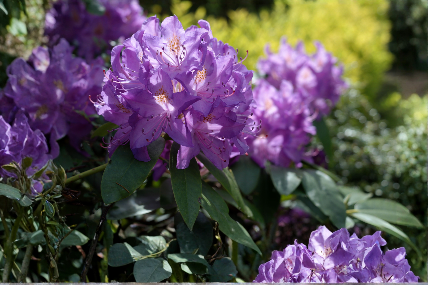Blue Baron Rhododendron Starter Plant – Live Evergreen Flowering Shrub