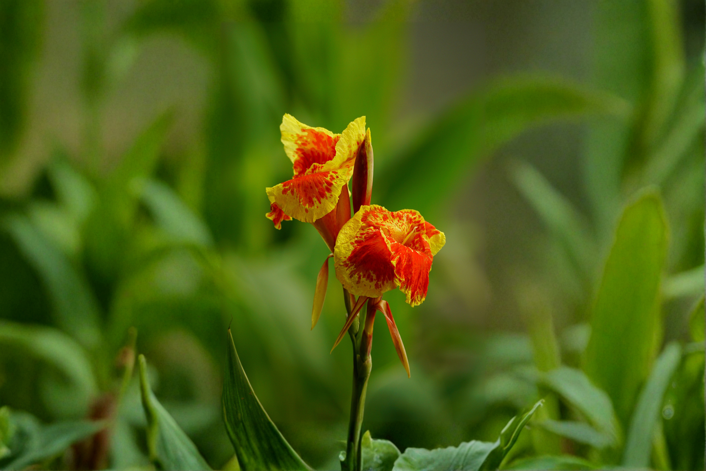 Red Gold Flame Canna Lily Live Starter Plant – Canna Hybrid Flowering Perennial