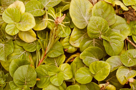8 Creeping Jenny Live Plants – Perennial Groundcover, Lysimachia nummularia