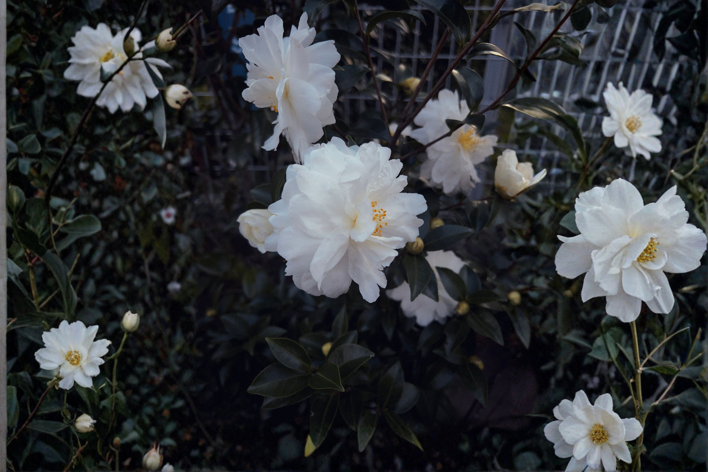 Miss Biloxi Camellia Live Starter Plant – Camellia japonica Rooted Plant