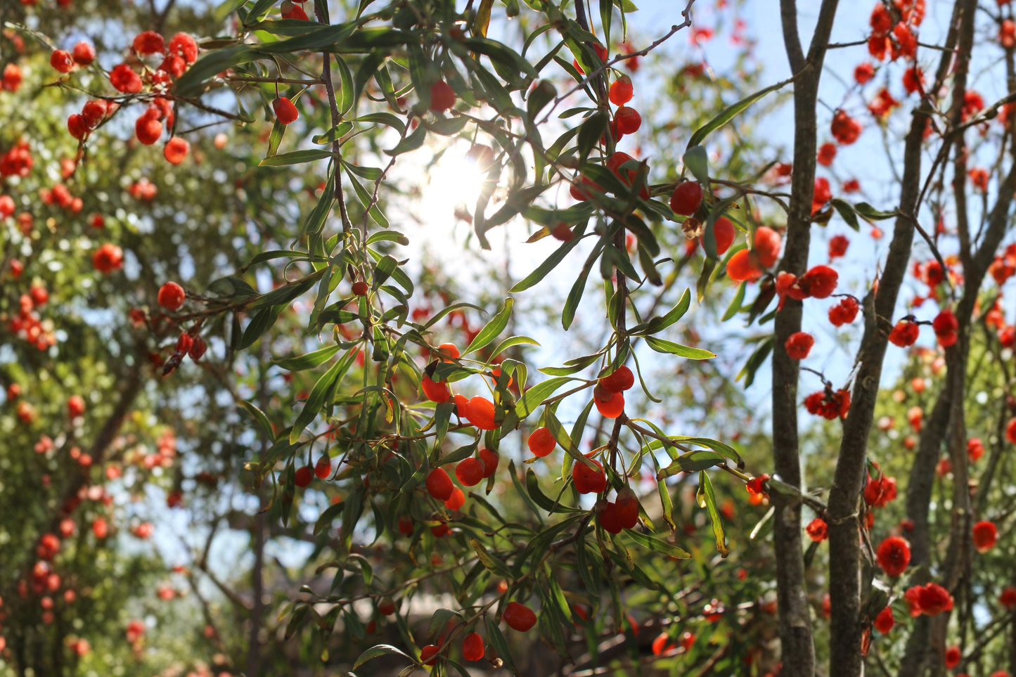 Goji Berry 3 Live Bare Root Plants and 3 Unrooted Cuttings – Lycium barbarum