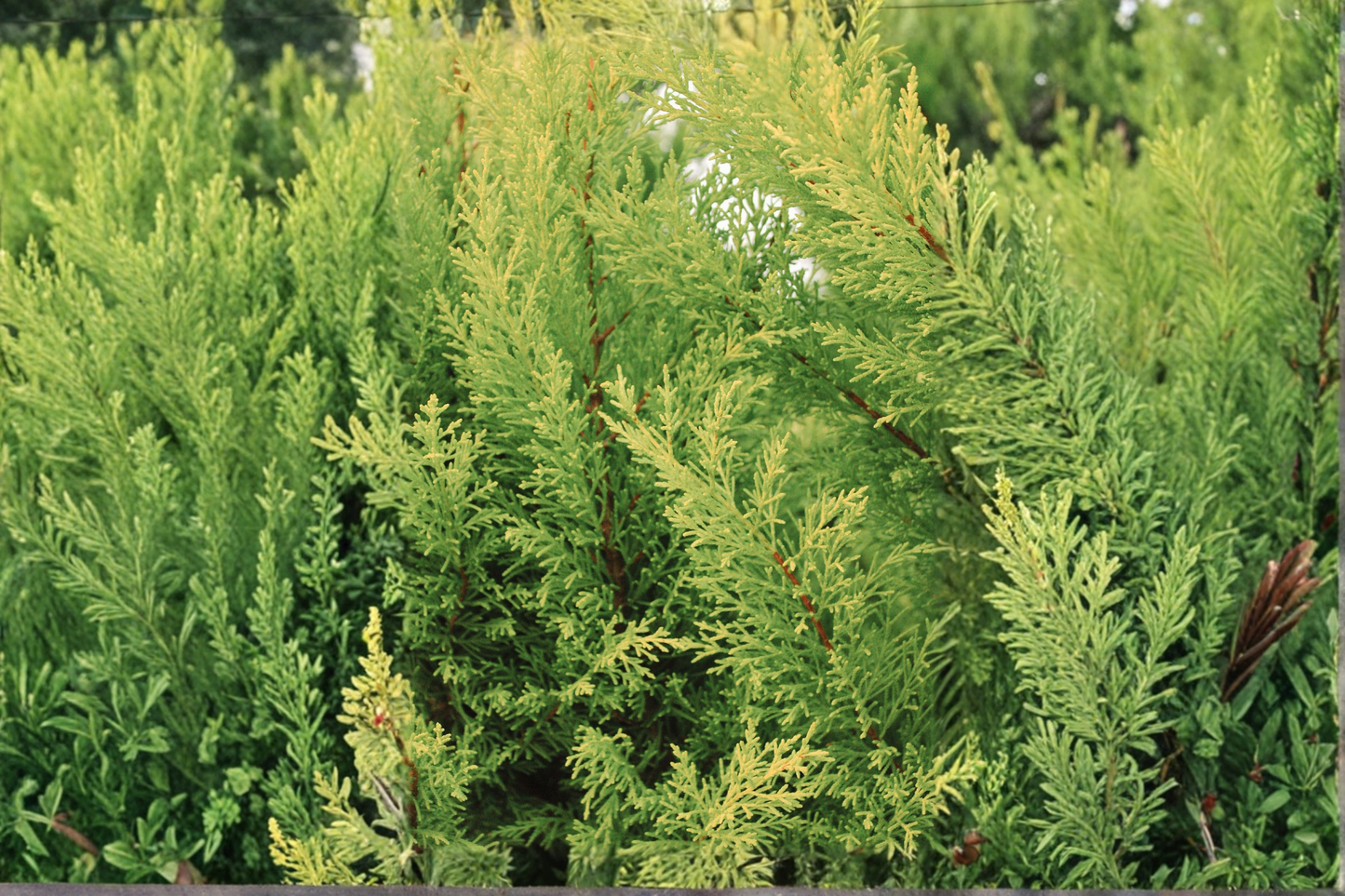 Lime Glow Spreading Juniper Starter Plant – Juniperus horizontalis 'Lime Glow'