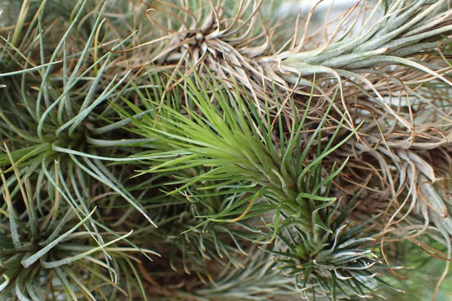 Queen of Air Plant Live Tillandsia 6–10 Inches – Indoor Outdoor Air Plant