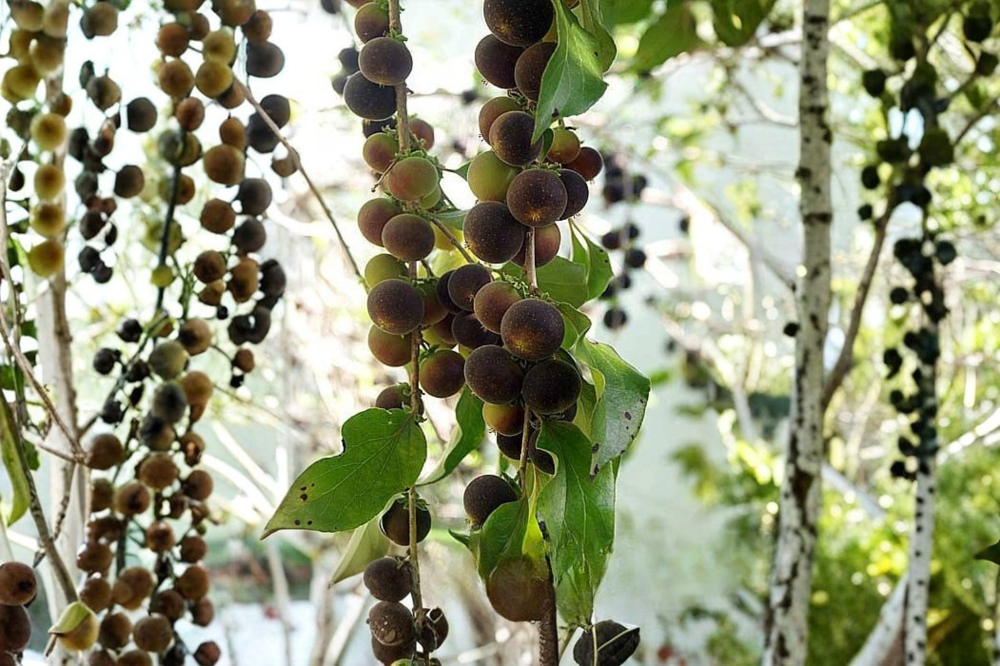 Black Velvet Gooseberry Live Plant – Worcesterberry Cross – 1 Starter Plant