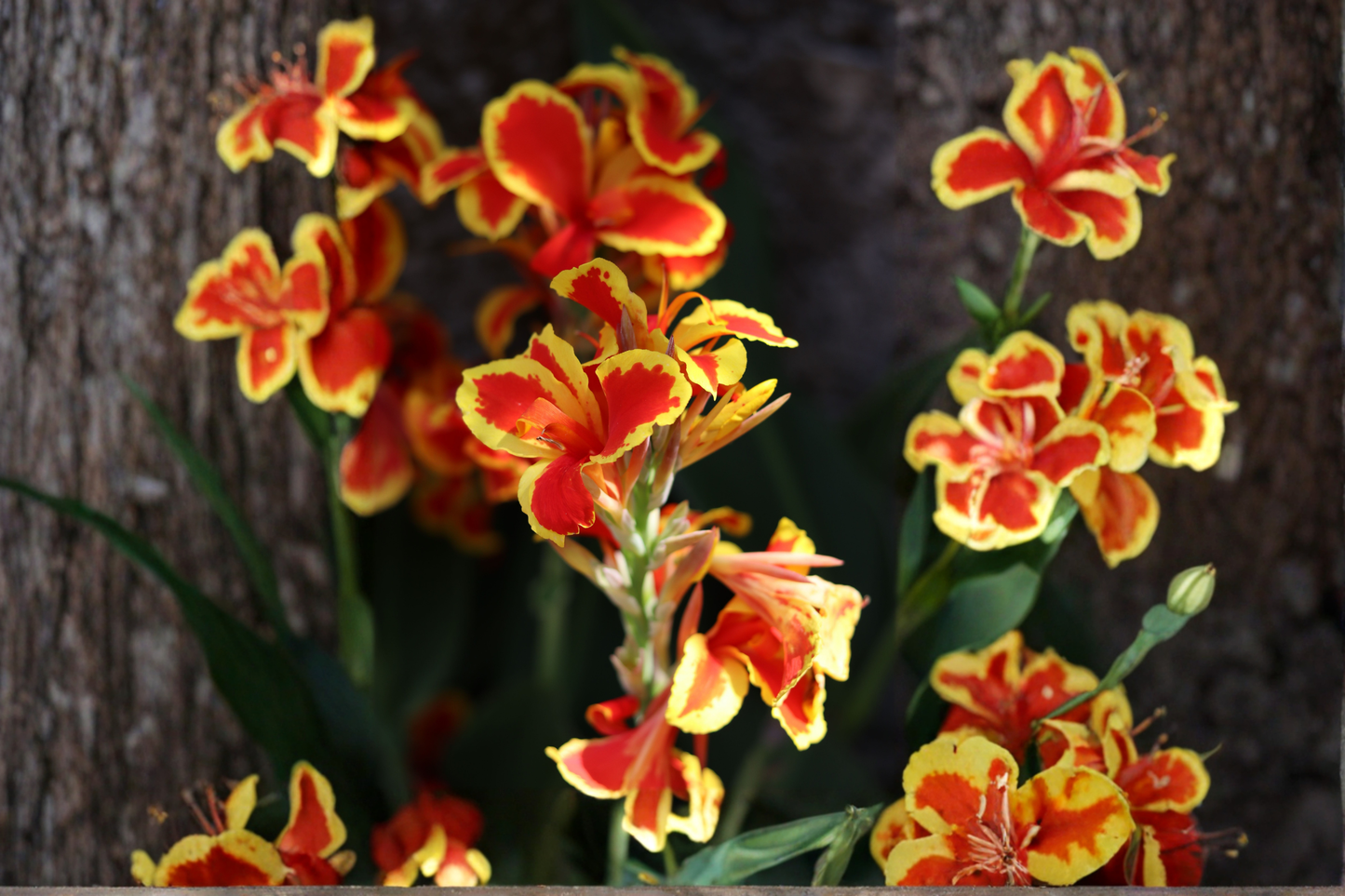 Red Gold Flame Canna Lily Live Starter Plant – Canna Hybrid