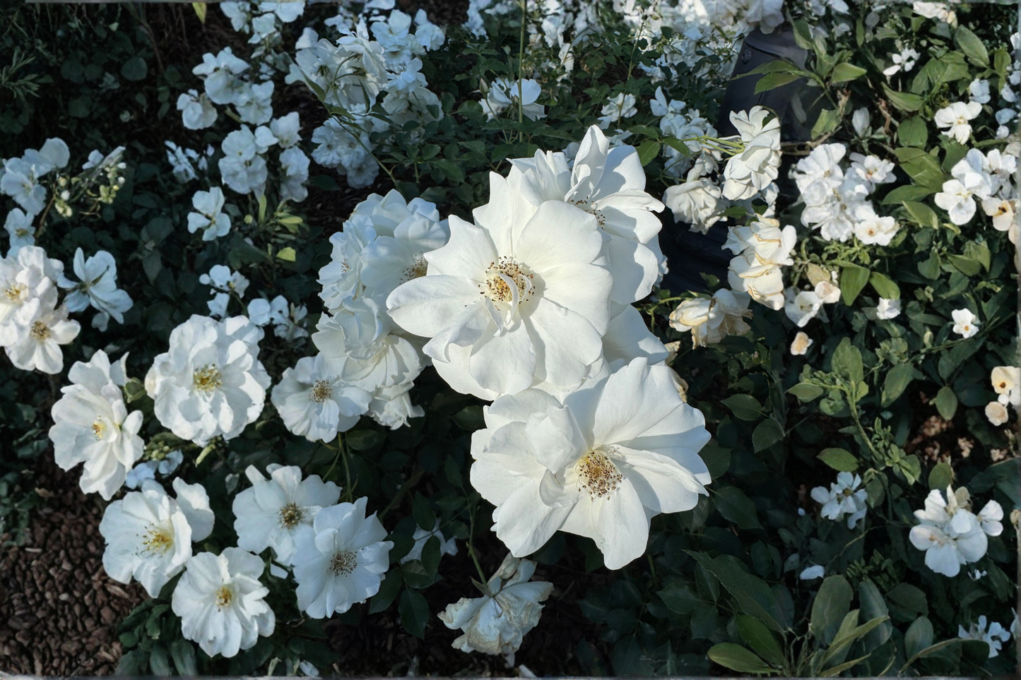 Diana White Rose of Sharon Live Plant 1 Qt – Hibiscus syriacus 'Diana'