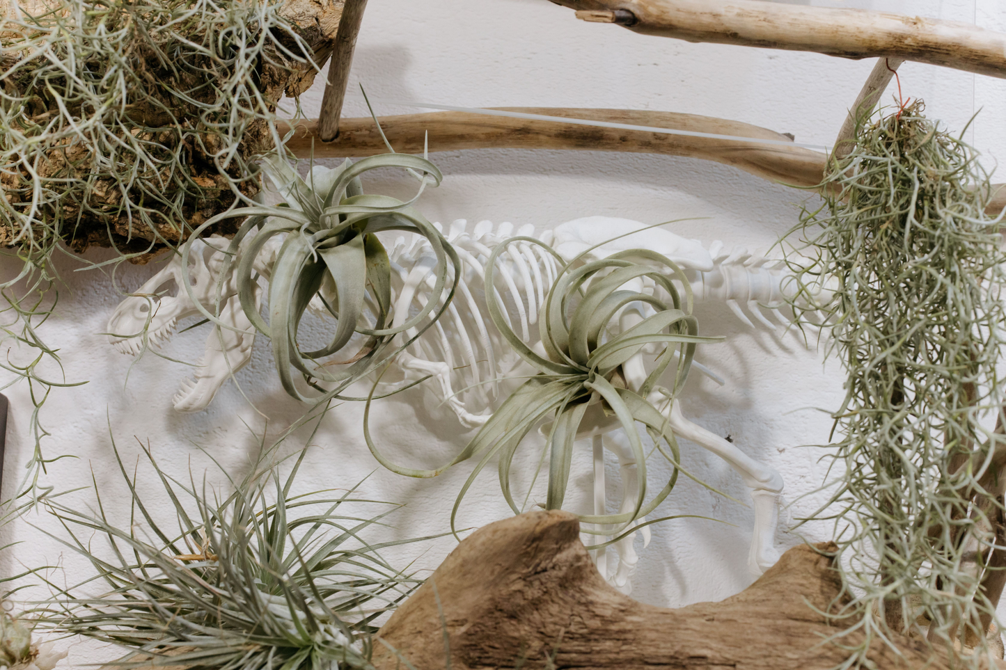 5 Pack Assorted Tillandsia Air Plants – Live Exotic Low Maintenance Houseplants