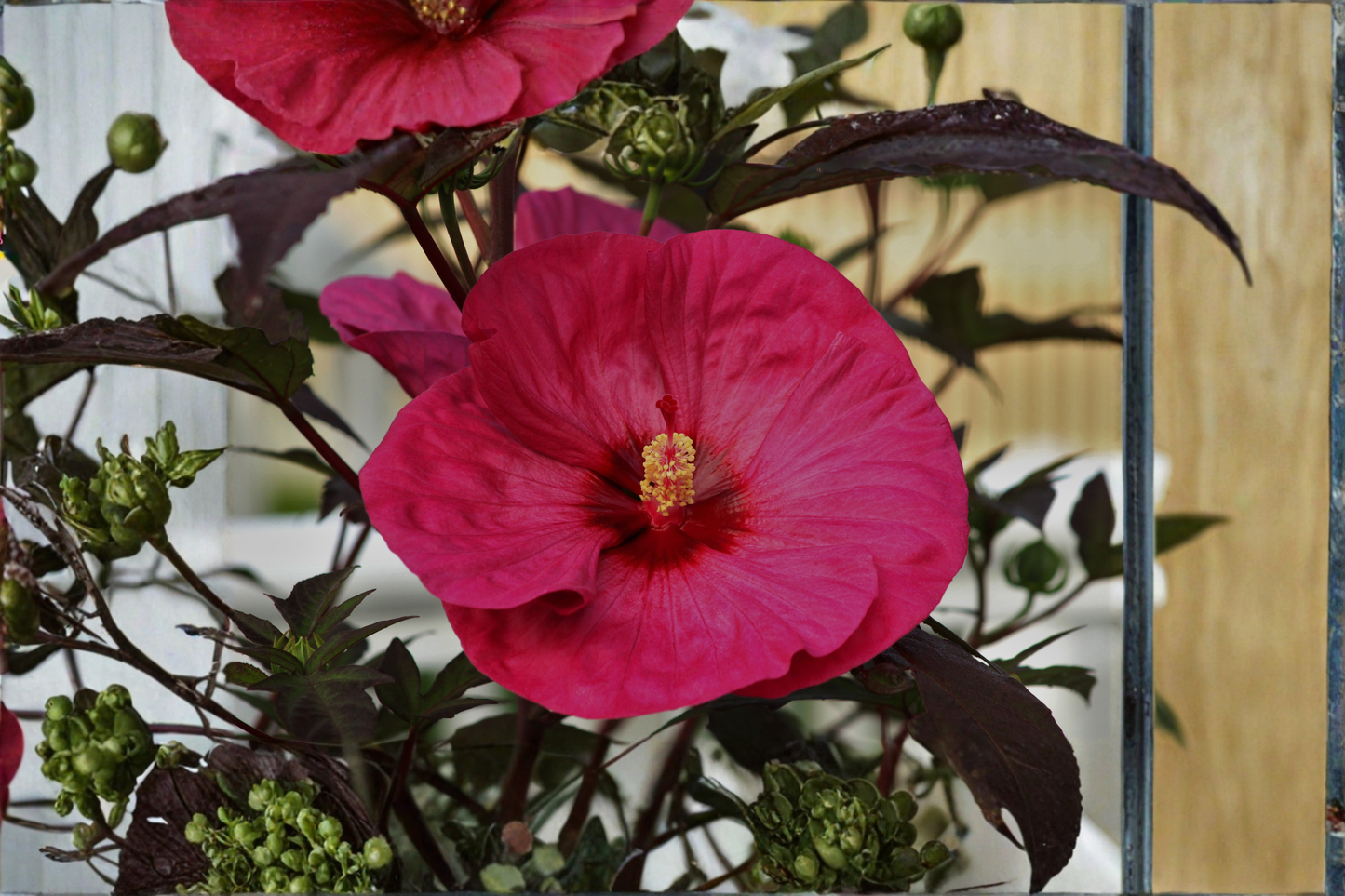 Summer in Paradise Hardy Hibiscus Live Plant in 2.5-Inch Pot – Hibiscus moscheutos