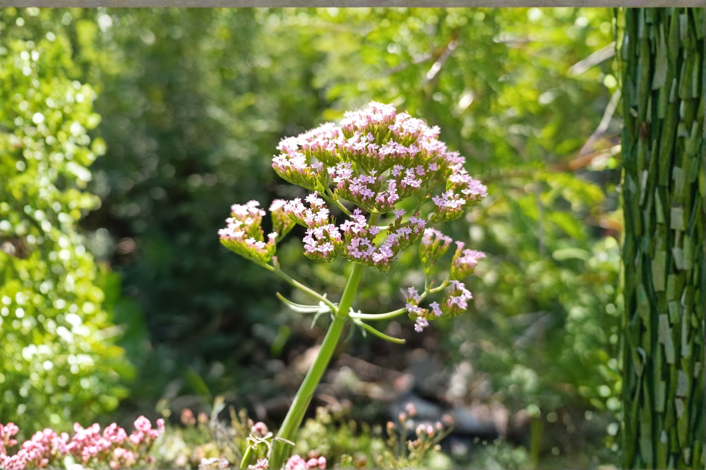 Valerian Live Plant – Valeriana officinalis – Perennial Herb Plant