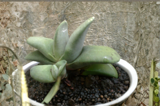 Gasteria glomerata Cluster Live Succulent Plant – Rare Easy-Care Houseplant