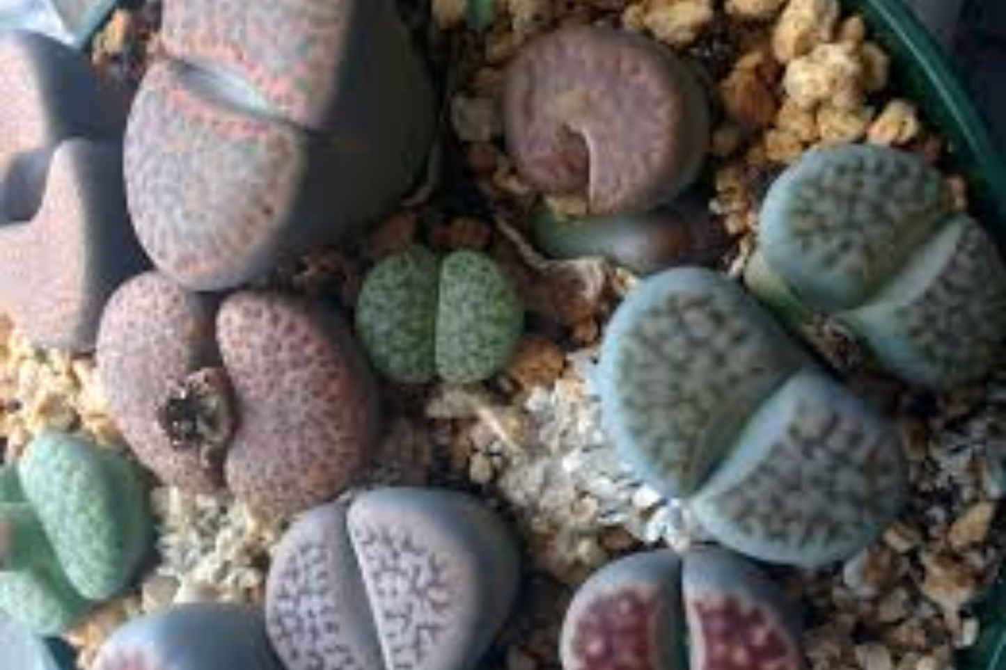 10 assorted Lithops (living stones), approximately 0.8" each