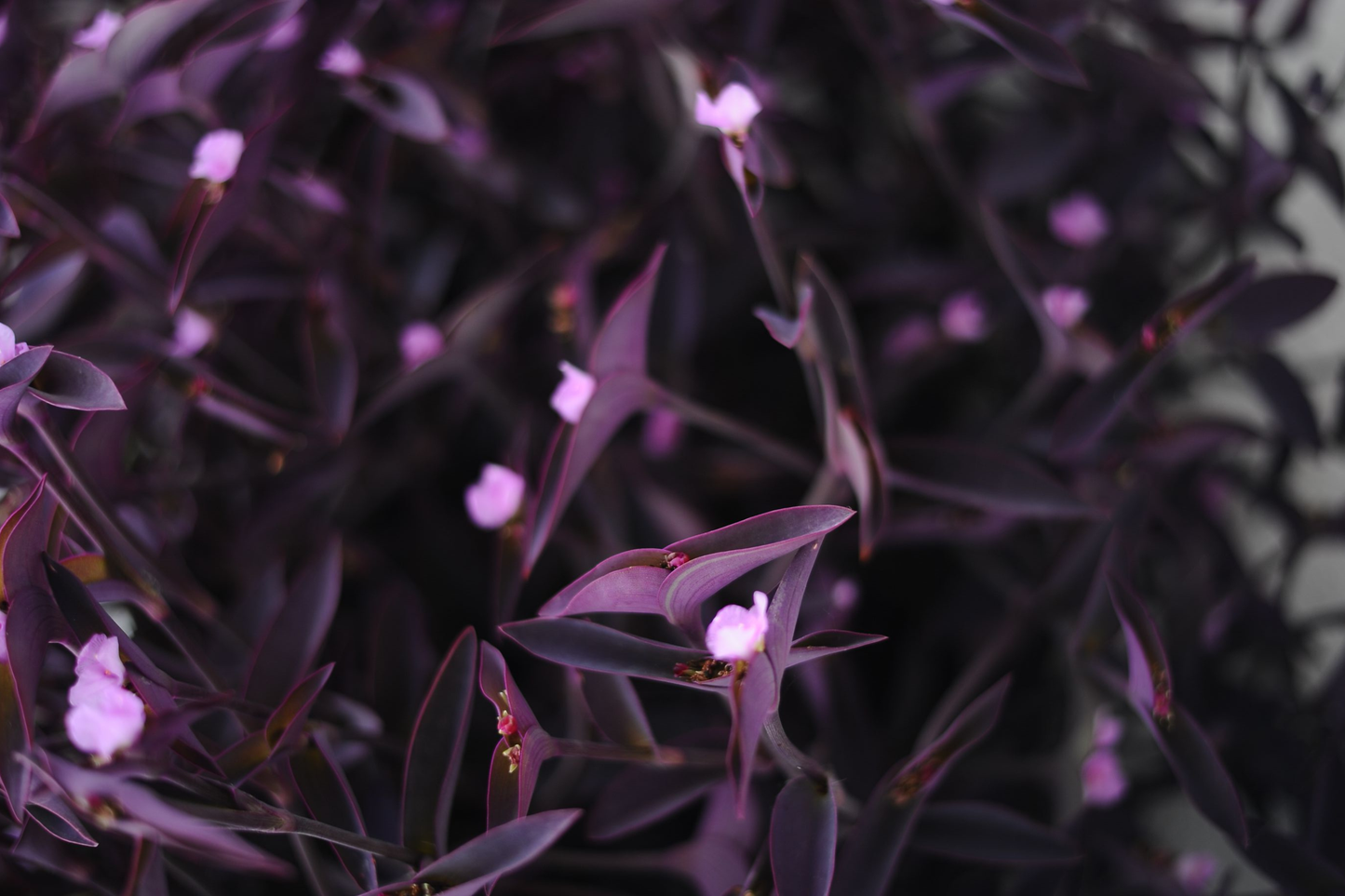 Purple Heart Tradescantia 10 Cuttings – Tradescantia pallida 'Purpurea' Live Plant Cuttings