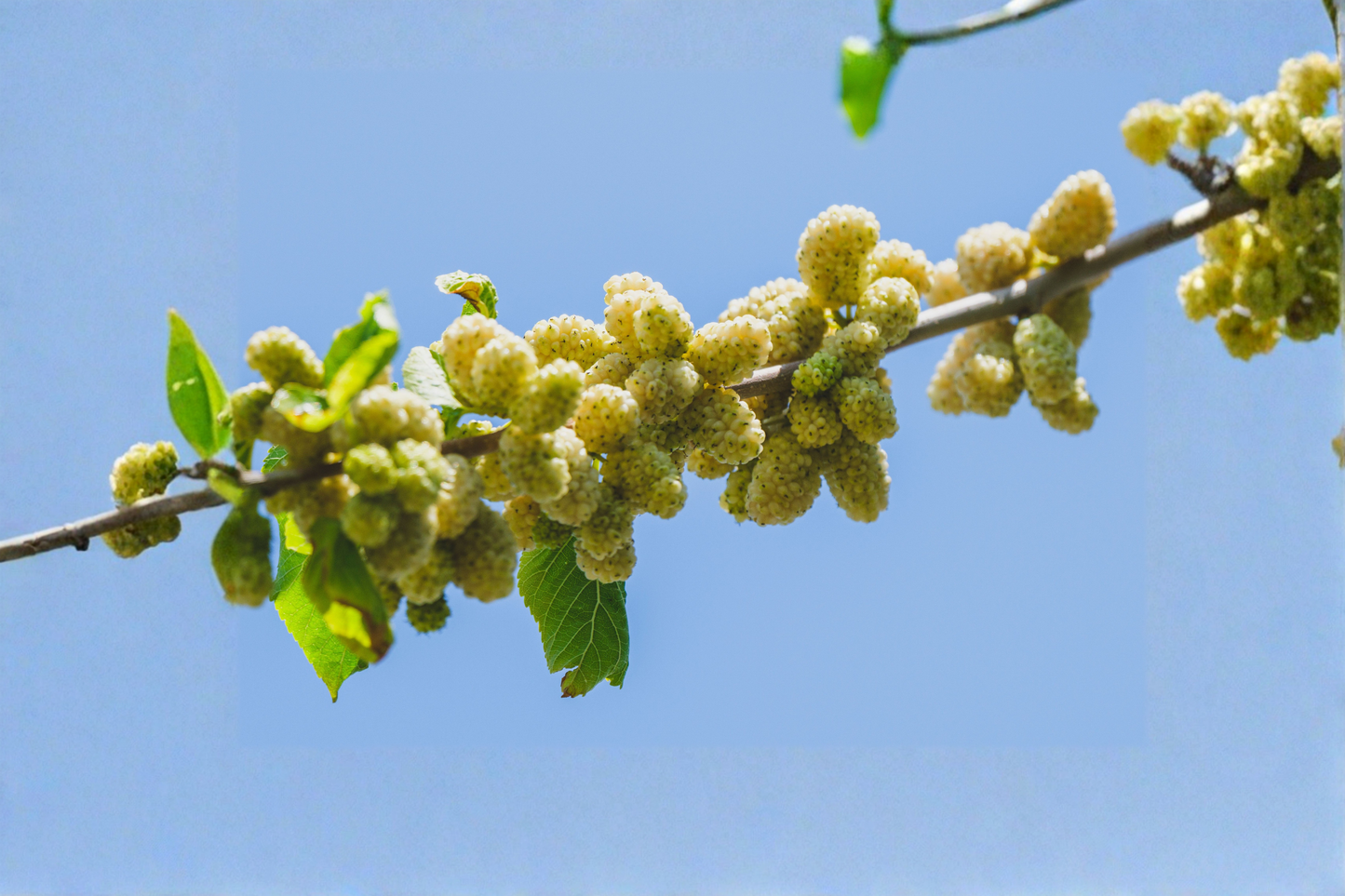 White Mulberry Tree 6”-2ft (Live Plant Rooted In Soil w/ Pot)
