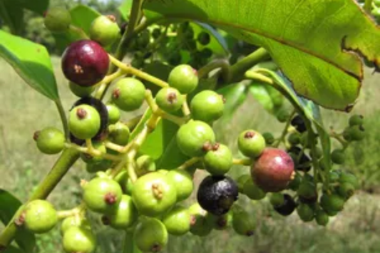Coffee Arabica Live Plant – 4-Inch Pot – Coffea arabica (Arabian Coffee Plant)