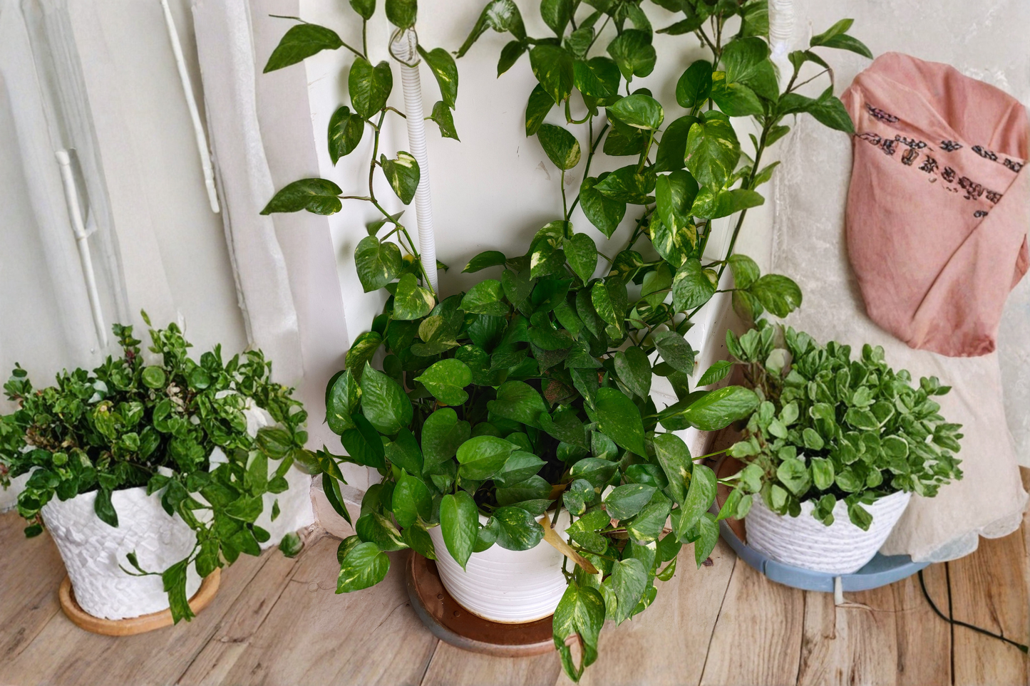 Jessenia Pothos Fully Rooted Live Plant – 3 Inch Nursery Pot – Epipremnum aureum 'Jessenia'