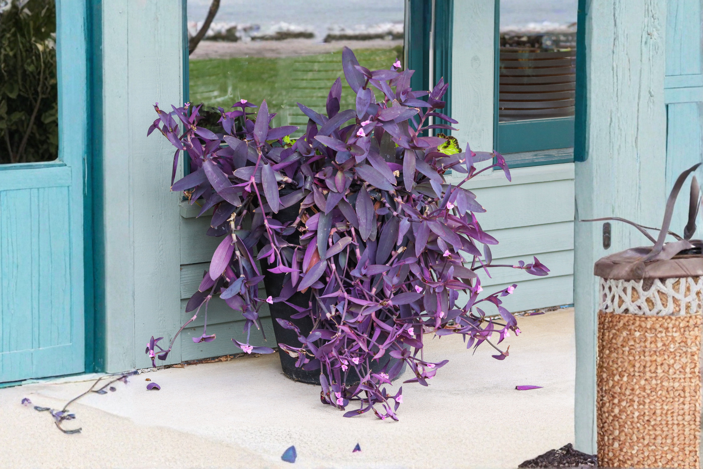 10 Purple Heart Cuttings – Wandering Jew – Tradescantia pallida 'Purpurea'