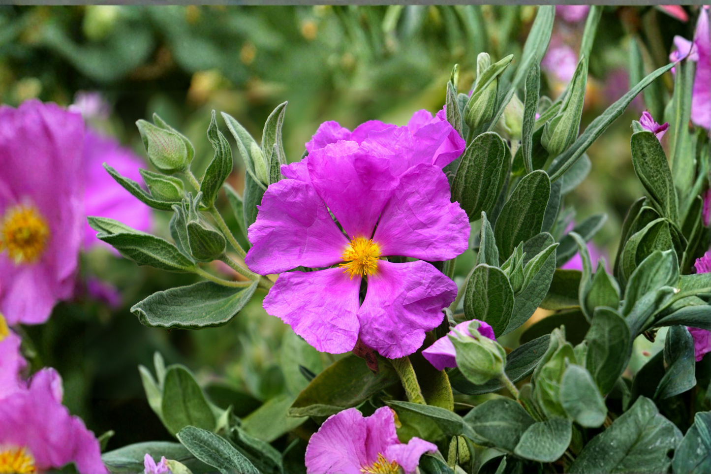 Pavonia Rock Rose Live Plant – 1 Gallon Fully Rooted – Pavonia lasiopetala