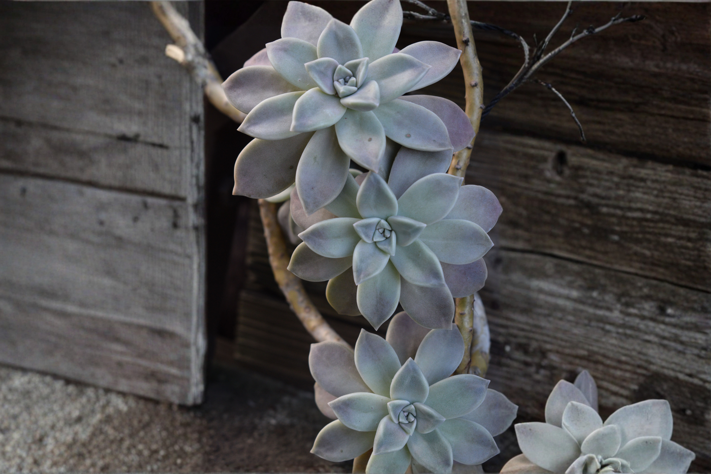 Ghost Plant Succulent Rooted Live Plant – 2 Inch Pot 1 Head – Graptopetalum paraguayense