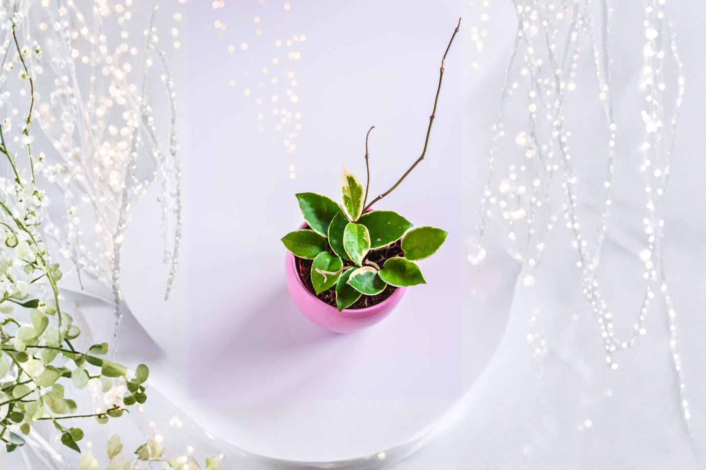 Hoya Krimson Queen Tricolor Live Houseplant – 4 Inch Pot – Hoya carnosa 'Krimson Queen'