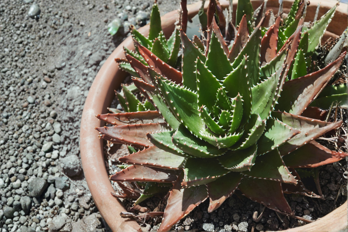 2 Aloe cameronii Fresh Cuttings – Red Aloe Succulent Live Plant Cuttings