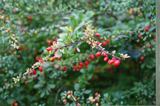 Goji Berry Live Rooted Plant (枸杞) – Lycium barbarum