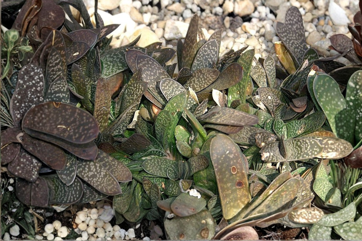 Gasteria pillansii Live Succulent Plant in 2-Inch Pot