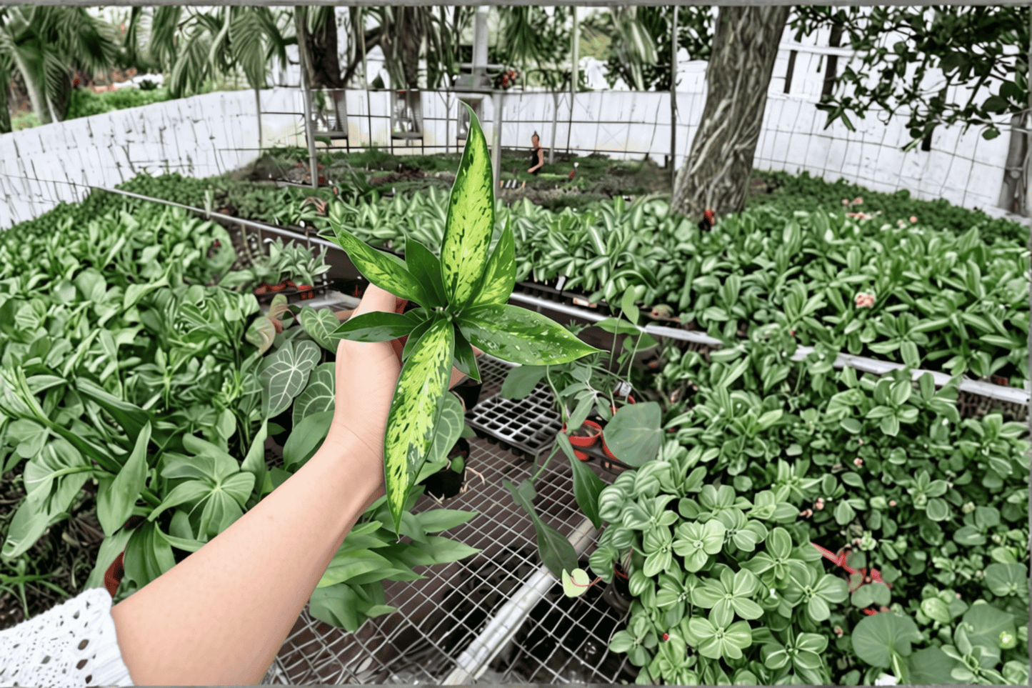 2 Dieffenbachia 'Star Bright' Live Starter Plants – Bare Root