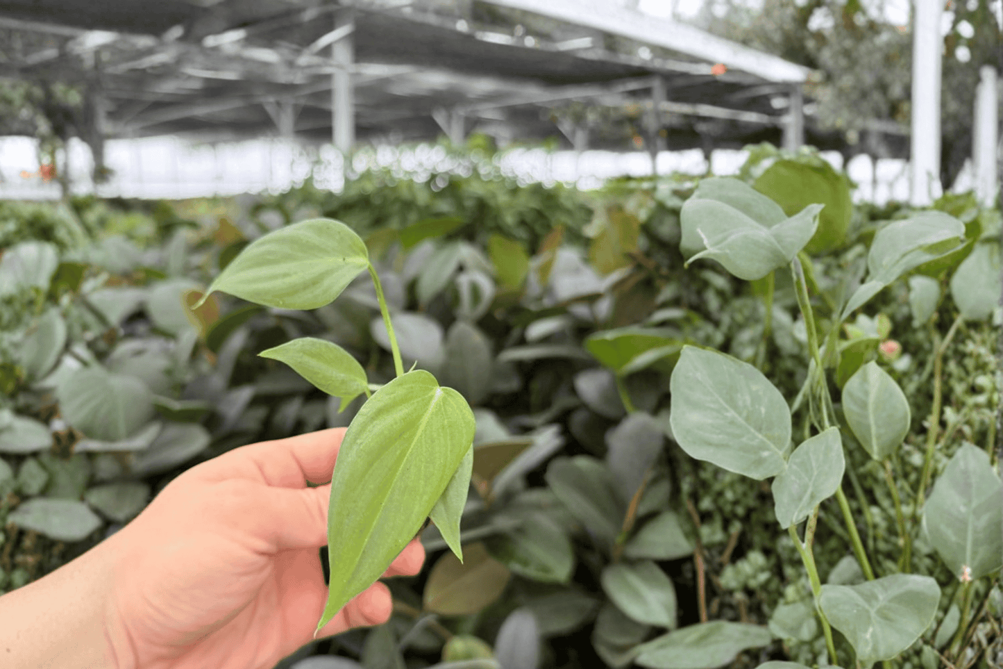 Philodendron Dean McDowell 2 Exact Live Starter Plants – Philodendron ‘Dean McDowell’