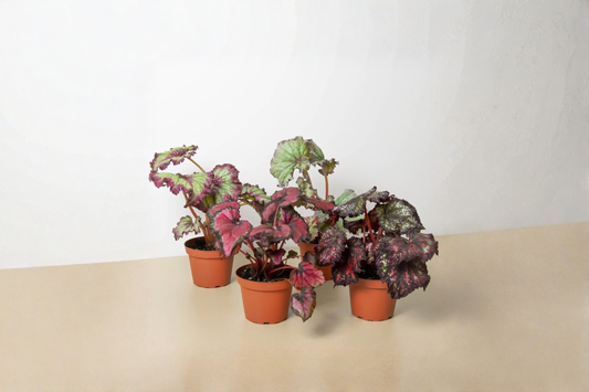Assorted Begonia Starter Pack Live Plants Rooted Indoor Houseplants 4 Inch Pot Tropical Plant Gift Collection