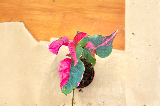 Alternanthera Party Time Live Plant Pink Tropical Houseplant 2 Inch Pot Rare Indoor Starter Plant Gift