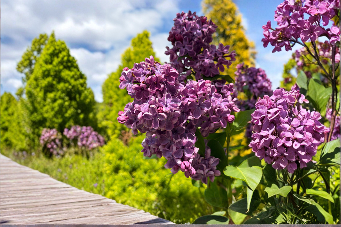 Sarah Sands Lilac Live Plant – 14+ Inches Tall – Syringa vulgaris 'Sarah Sands'