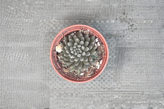 Black Sea Urchin Succulent Live Plant Sinocrassula Indoor Houseplant Rare Dark Succulent in 4 Inch Pot