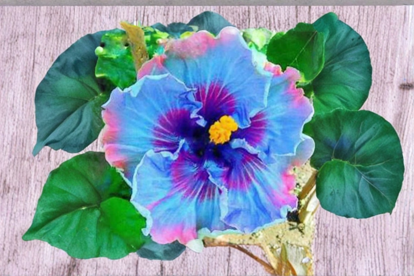 Dark Purple Giant Hibiscus Seeds Tropical Flower Plant 5 Seeds for Indoor Pot and Outdoor Garden Growing