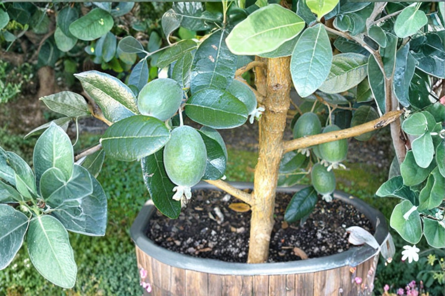 Ramsey Pineapple Guava Grafted Live Plant 1 Gallon Pot Acca sellowiana Feijoa Fruit Tree Edible Garden Shrub