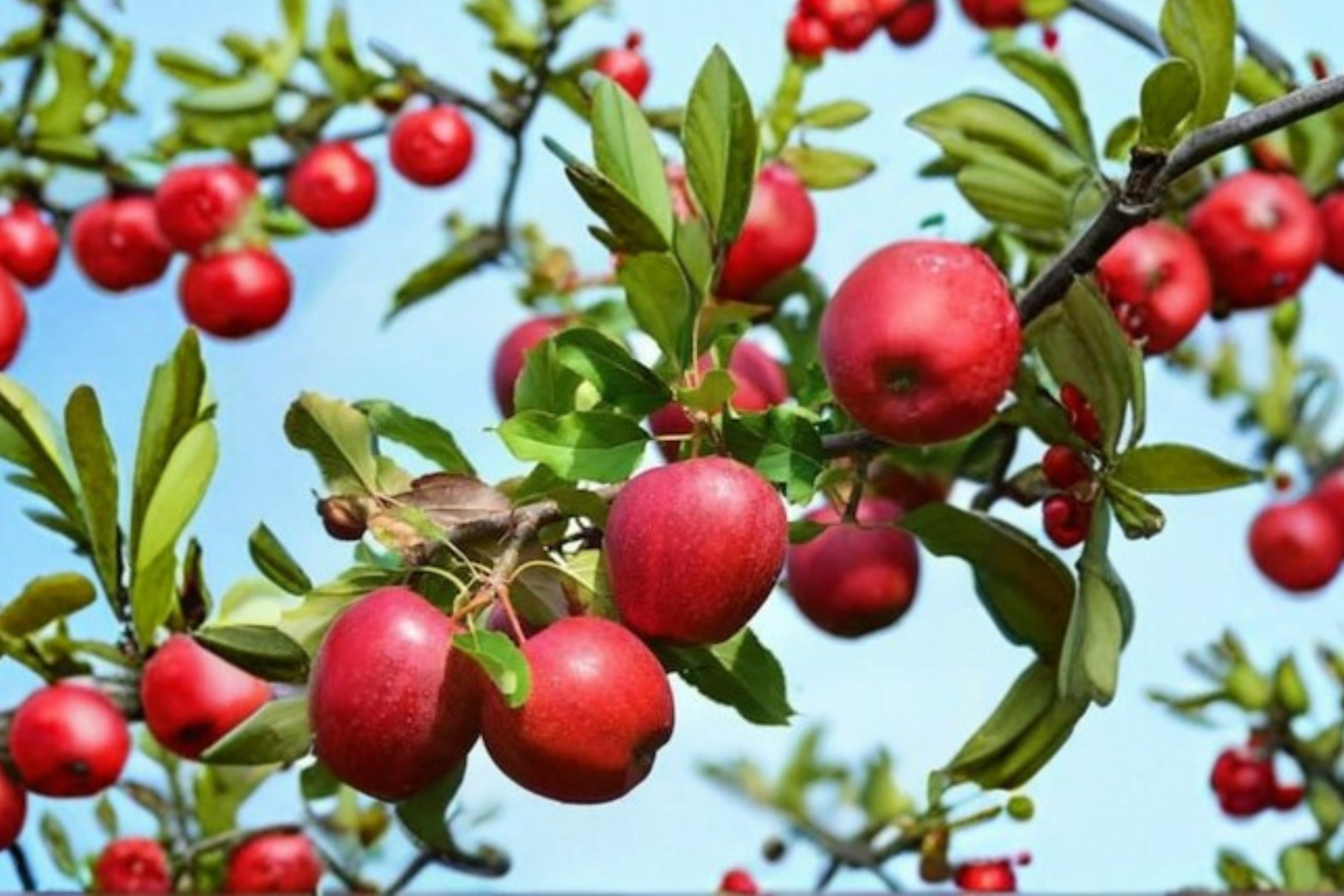 Wolf River Apple Tree Live Plant 4–6 Ft Fruit Tree Large Apples for Ho ...