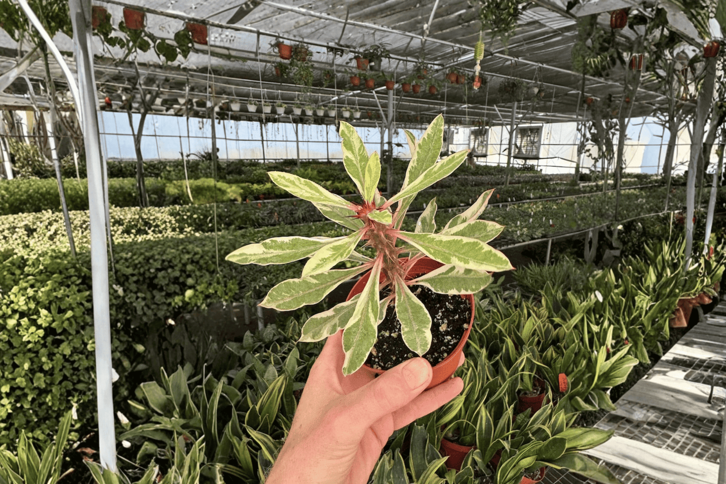 2 Variegated Crown of Thorns Live Plants – 4-Inch Pot Euphorbia milii