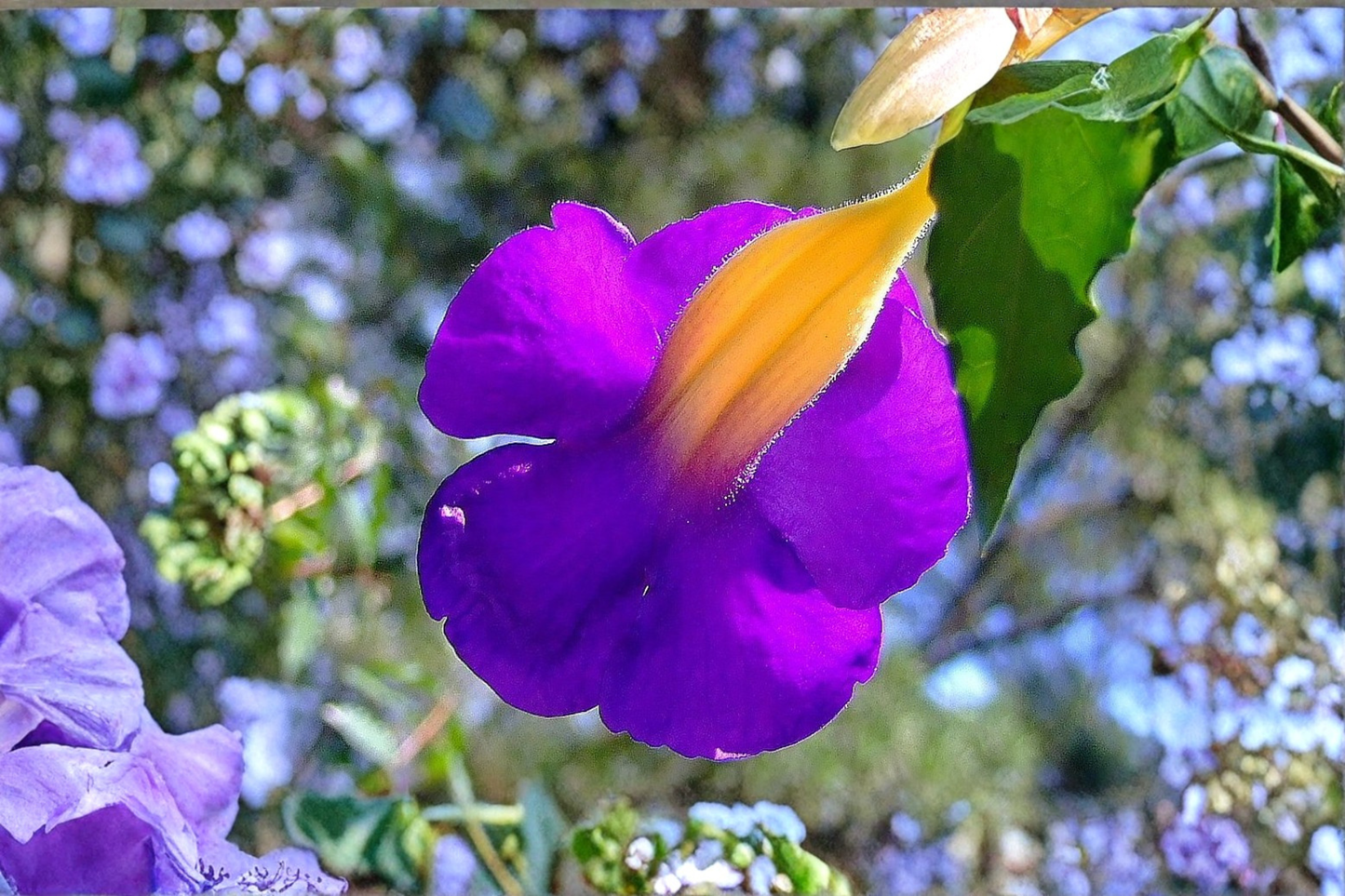 7 King's Mantle Purple Unrooted Cuttings 6 Inches – Thunbergia erecta Live Plant