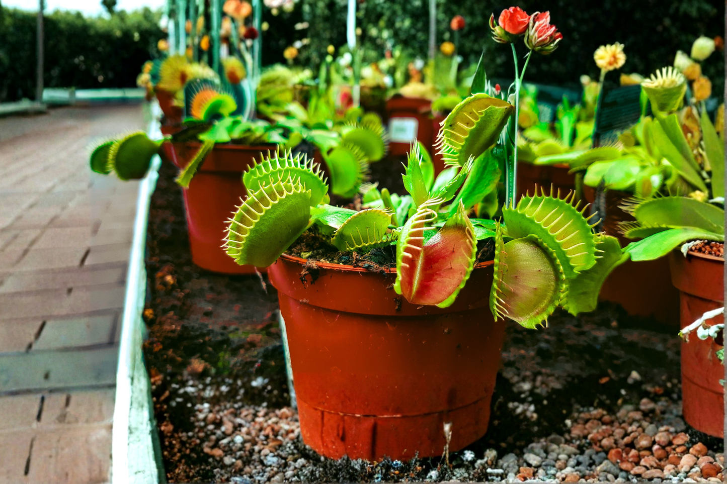 Venus Flytrap Live Plant in 2-Ounce Pot – Dionaea muscipula Carnivorous Plant