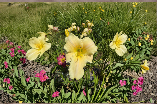 Daylily ‘Seneca Glistening Ice’ 3 Bare Root Plants – White Hemerocallis Perennial for Summer Garden Flowers