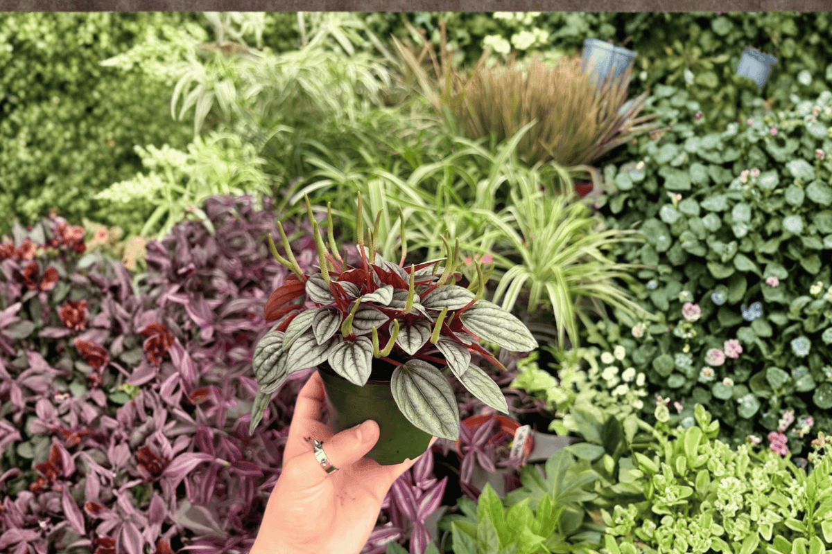 2 Exact Plant Peperomia Santorini – Specific 4” Pot
