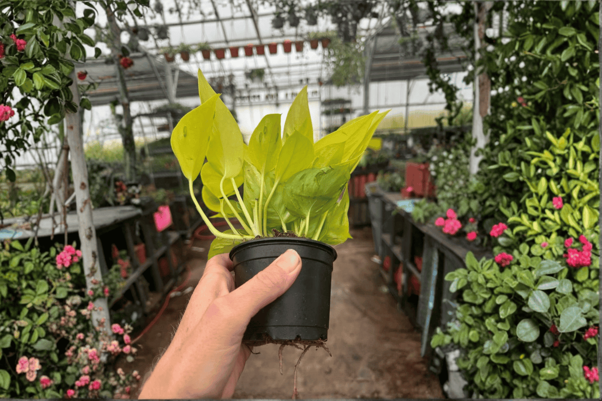 2 Champs Elysées Pothos Live Plants – 4” Pot – Epipremnum aureum ‘Champs Elysées’