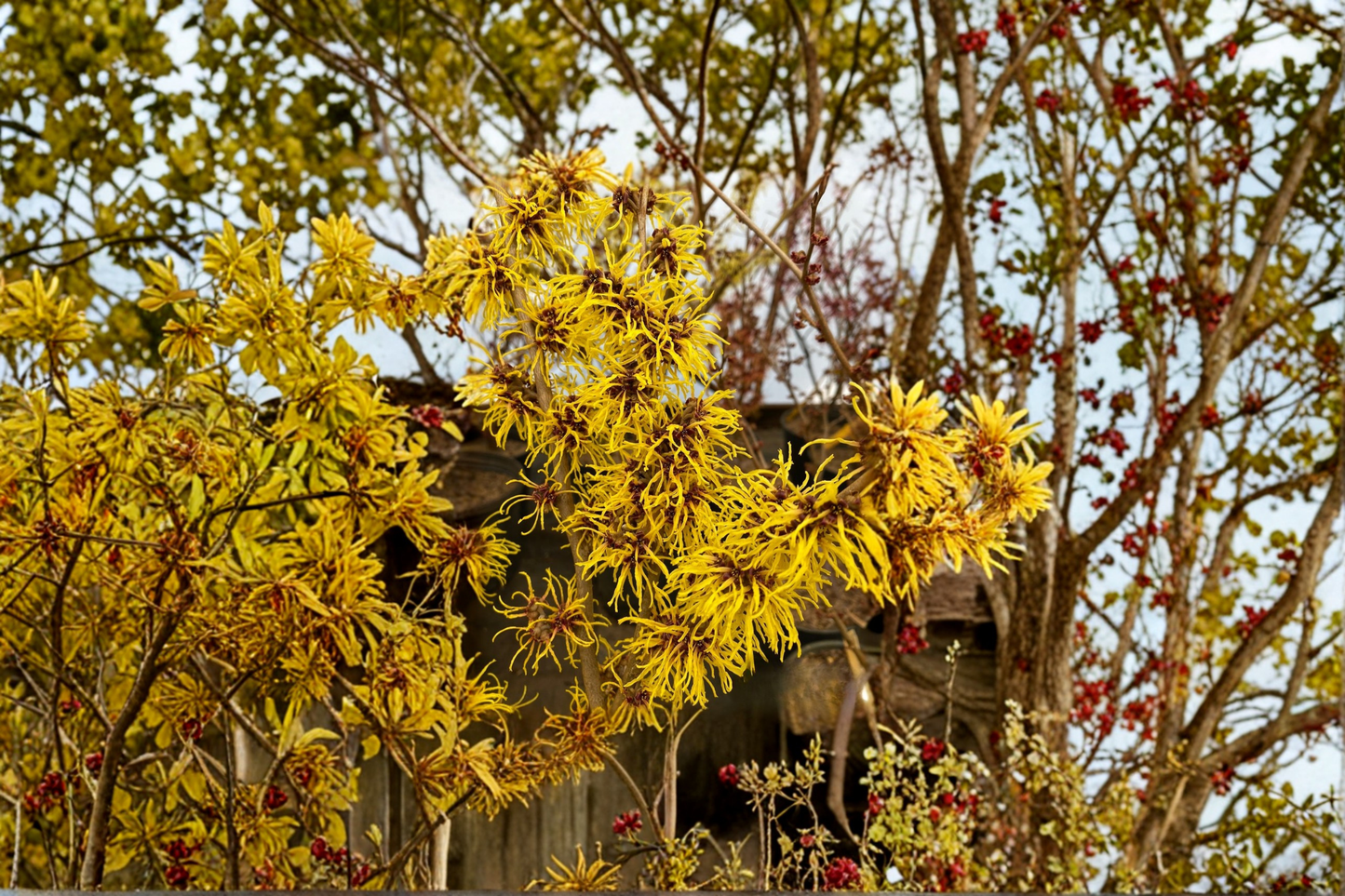 Brandis Witch Hazel Live Plant 30 Inch Tall – Hamamelis x intermedia Orange Winter Bloom Shrub 2 Gallon Pot